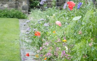 Wild Flower Border at Bodnant Gardens
