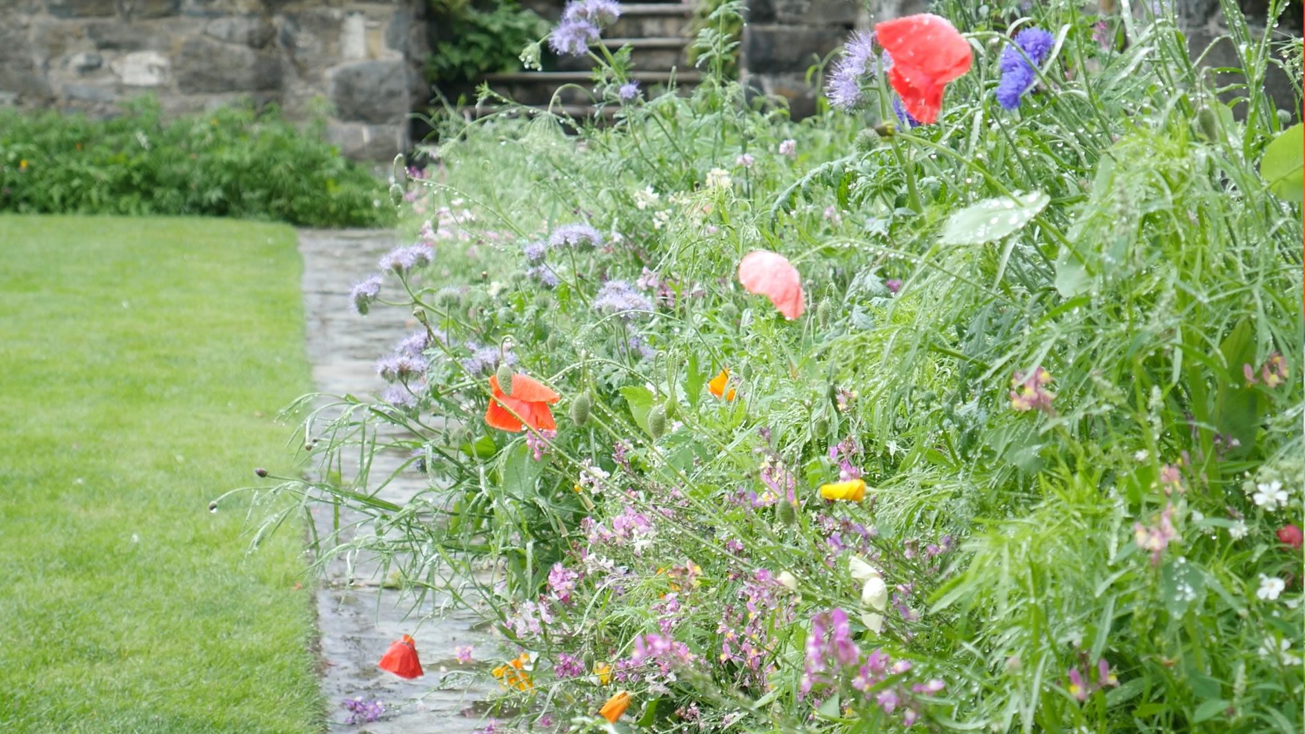 Wild Flower Border at Bodnant Gardens